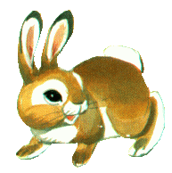A rabbit.